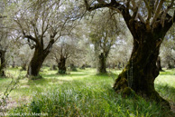 Villa_Adriana-Olive_Grove_Rocco_Bruna-5.jpg