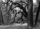 B &#38; W trees-1  Near our house