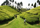 DSC 0024 edited-1  Tea Garden, India
