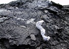 G Santiago lava   Galapagos lave