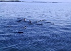 Galapagos Penguins 1  Penguins on the ecuador