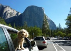 P1000069 0135  Charlie at Yosemite