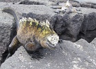 Iguana  Iguana